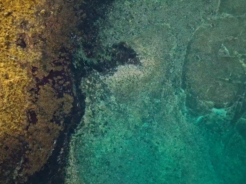 Trefadder-Norges største kommersielle prosjekt for restaurering av tareskog