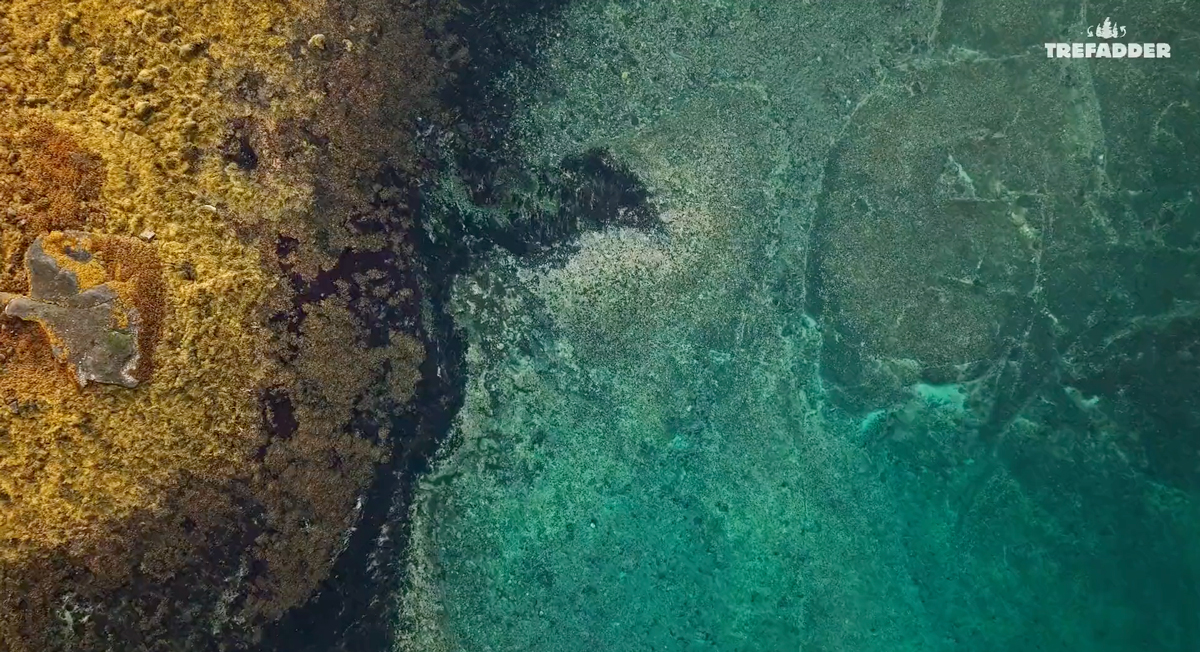 Trefadder-Norges største kommersielle prosjekt for restaurering av tareskog